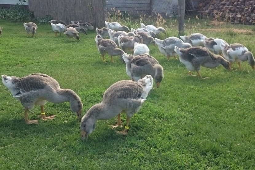  - Cholmogory 2015-16-17-18