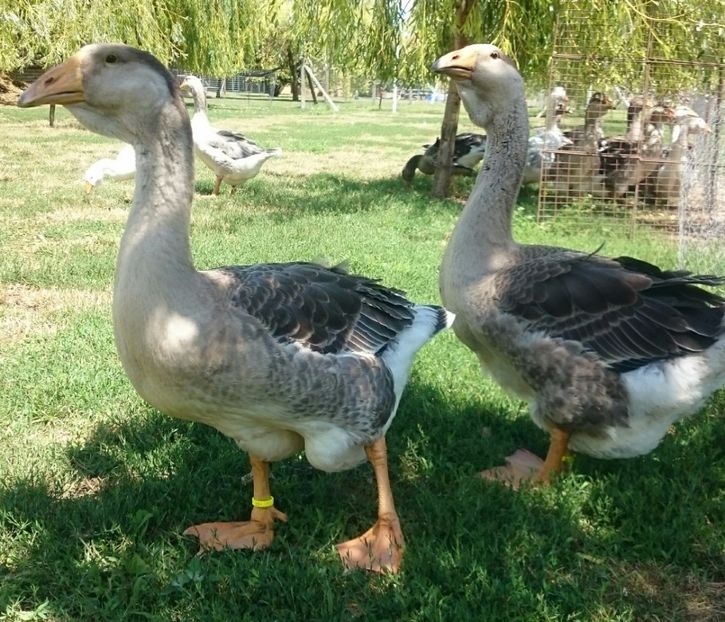  - Cholmogory 2015-16-17-18