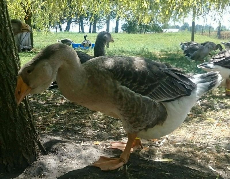  - Cholmogory 2015-16-17-18