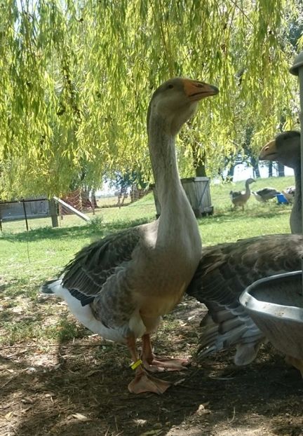  - Cholmogory 2015-16-17-18