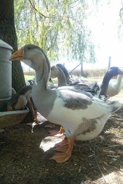  - Cholmogory 2015-16-17-18