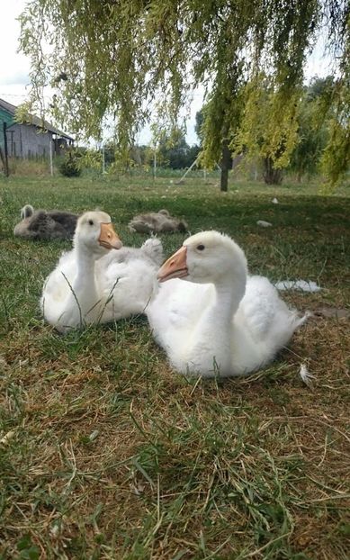  - Cholmogory 2015-16-17-18