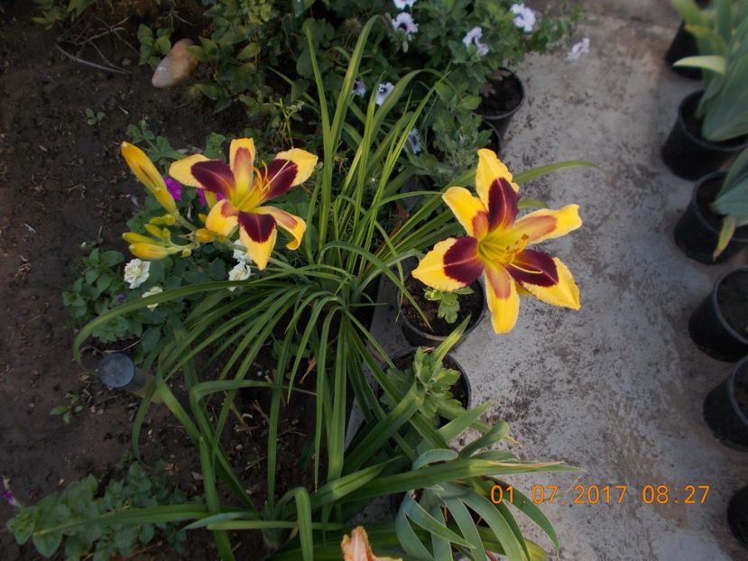 indian sky - HEMEROCALLIS 2017