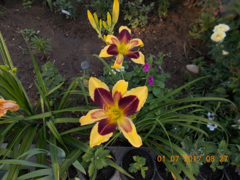 indian sky - HEMEROCALLIS 2017