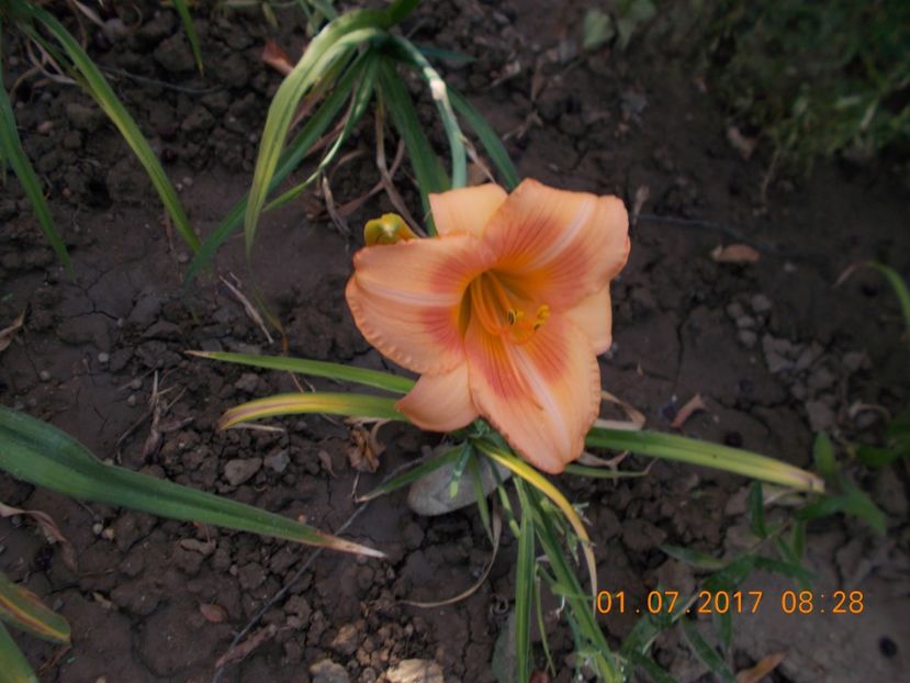 real wind - HEMEROCALLIS 2017