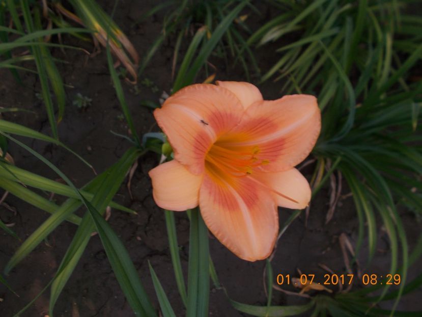 real wind - HEMEROCALLIS 2017