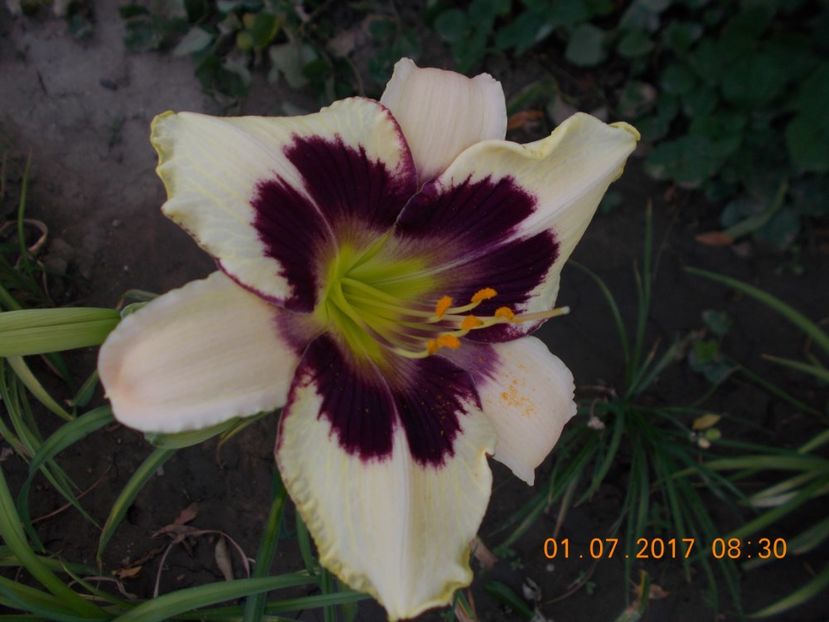 blueberry candy - HEMEROCALLIS 2017
