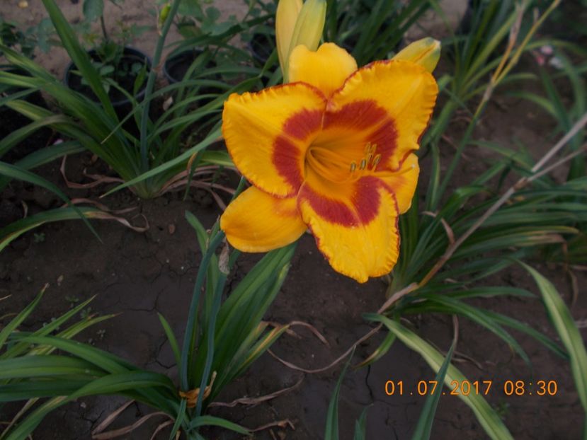 fooled me - HEMEROCALLIS 2017