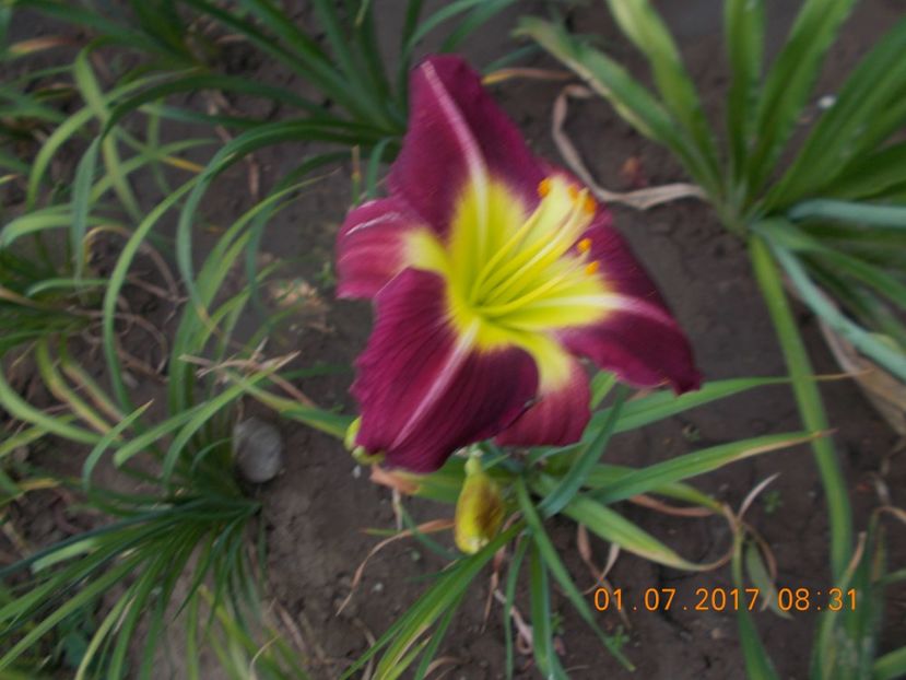  - HEMEROCALLIS 2017