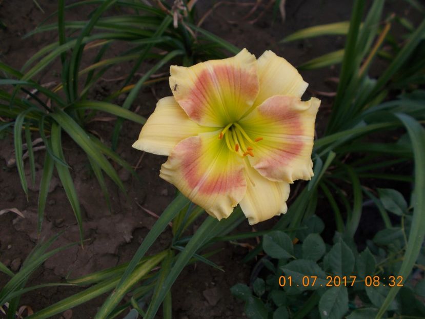spits beaute - HEMEROCALLIS 2017