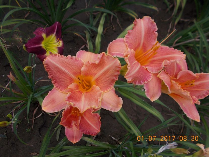 pretty fancy - HEMEROCALLIS 2017