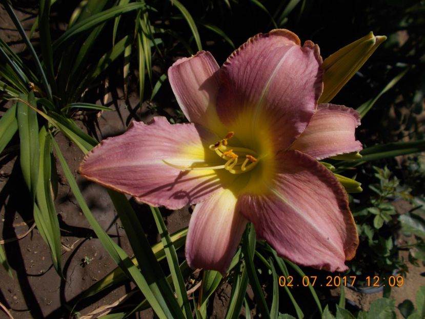 lavander deal - HEMEROCALLIS 2017