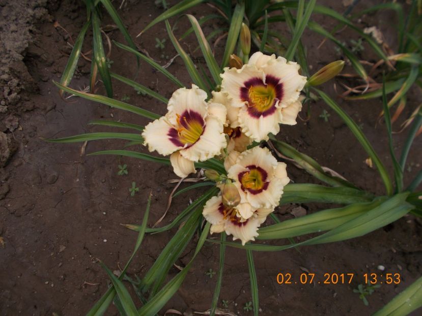 snow eyes? - HEMEROCALLIS 2017