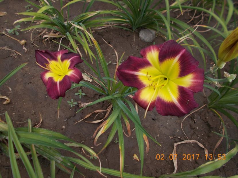  - HEMEROCALLIS 2017