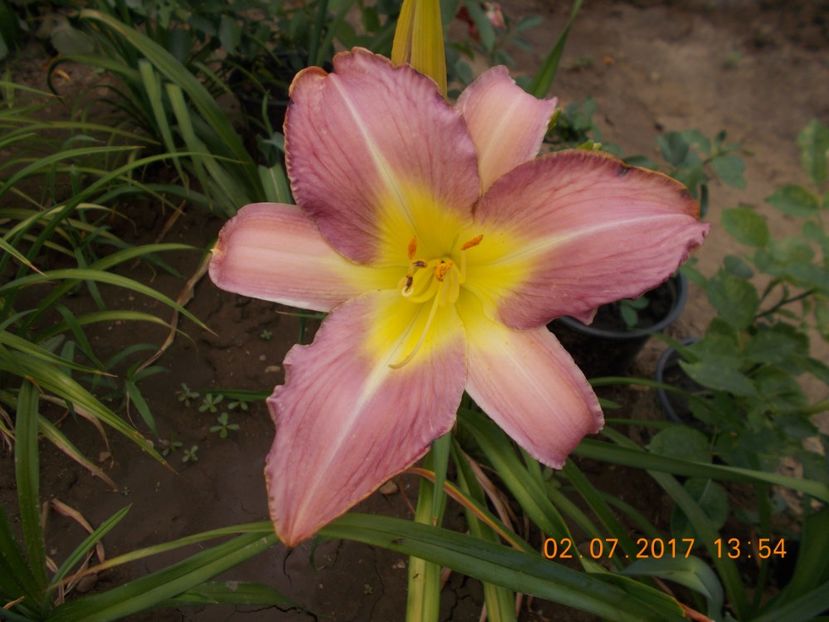 lavander deal - HEMEROCALLIS 2017