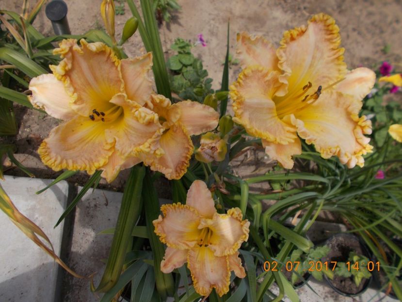 darla anita - HEMEROCALLIS 2017