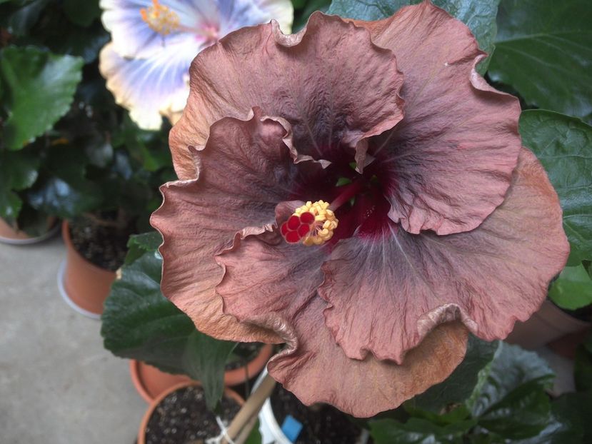 WIN_20170702_153738 - 0Hibiscus in colectie infloriti