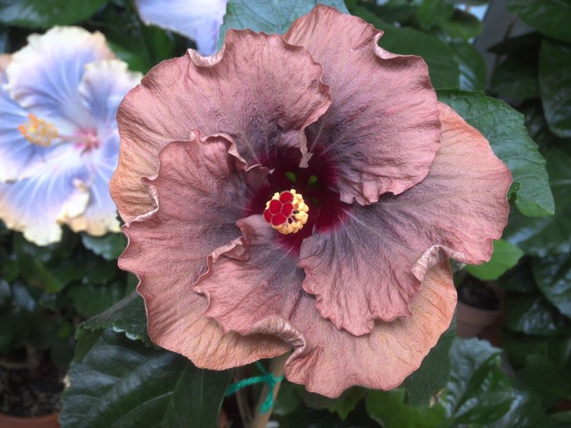 Nightmare - 0Hibiscus in colectie infloriti