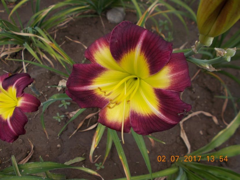  - HEMEROCALLIS 2017