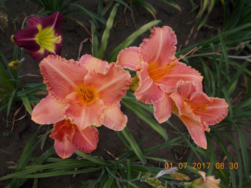 pretty fancy - HEMEROCALLIS 2017
