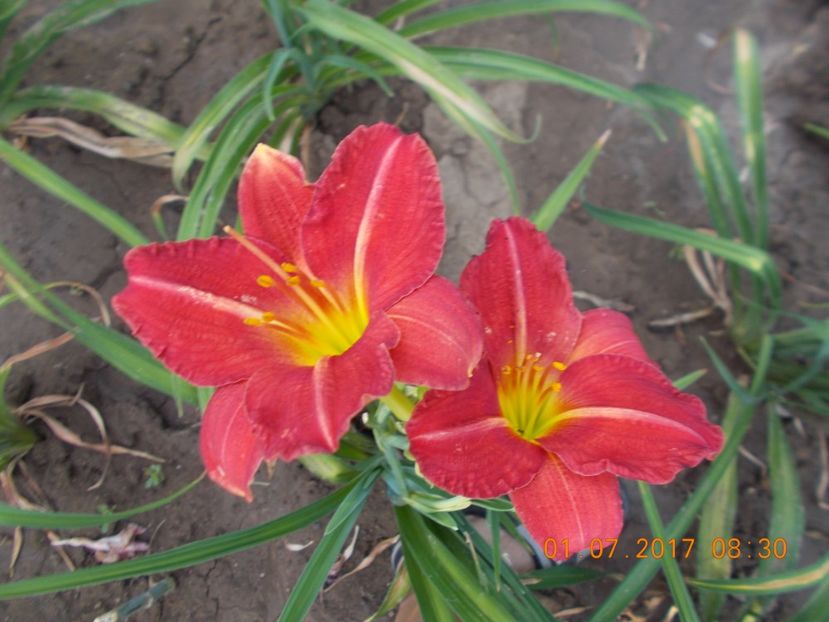 - HEMEROCALLIS 2017