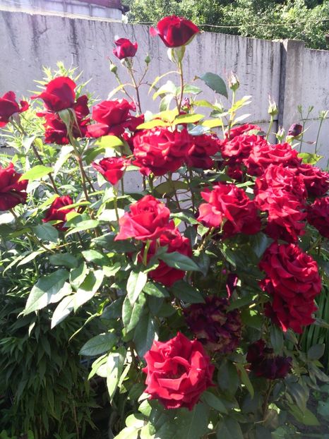  - 01-Flori din curtea mea 2017