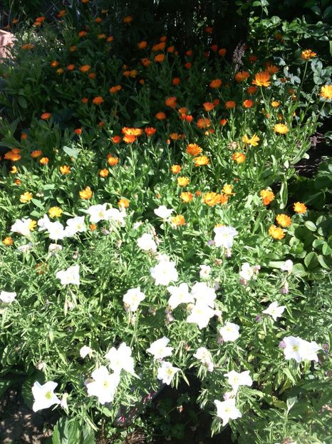  - 01-Flori din curtea mea 2017