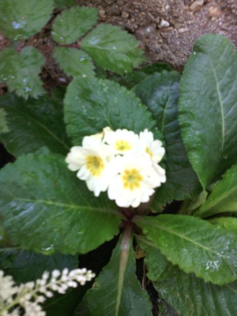  - 01-Flori din curtea mea 2017