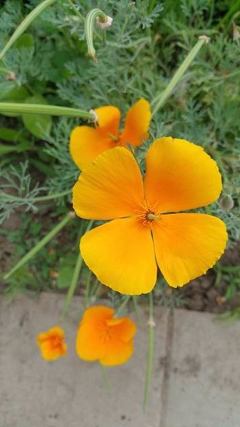 Eşolţia sau bujorul Californian seminte - ACASA-De vinzare-Flori-Arbusti-Seminte 2017