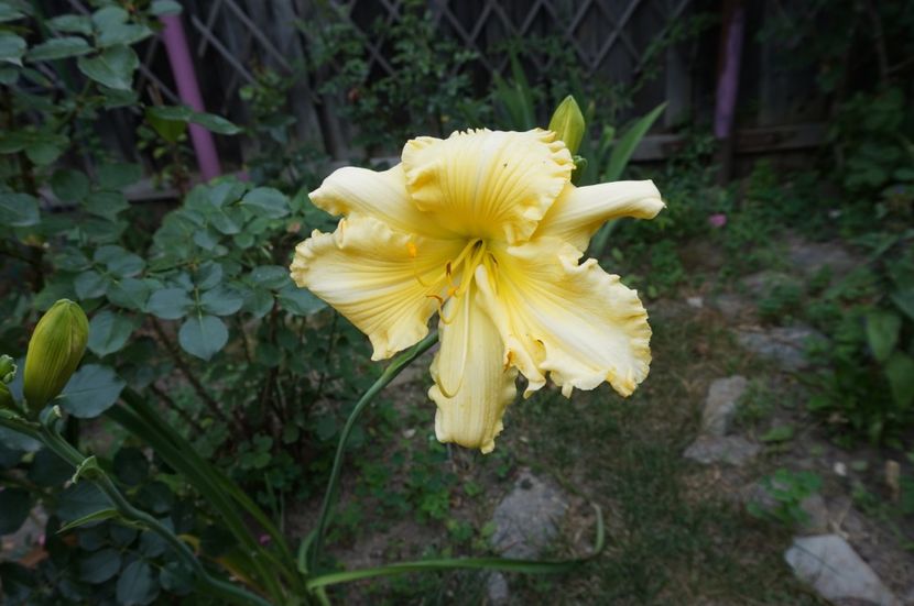 Yazoo Elsie Hinston - Hemerocallis 2017