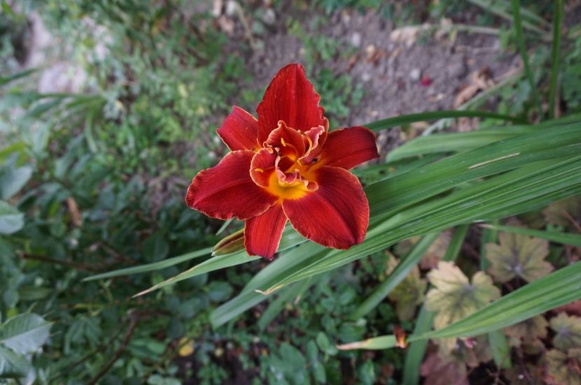 Highland Lord - Hemerocallis 2017