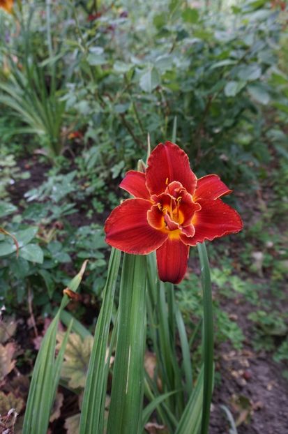  - Hemerocallis 2017