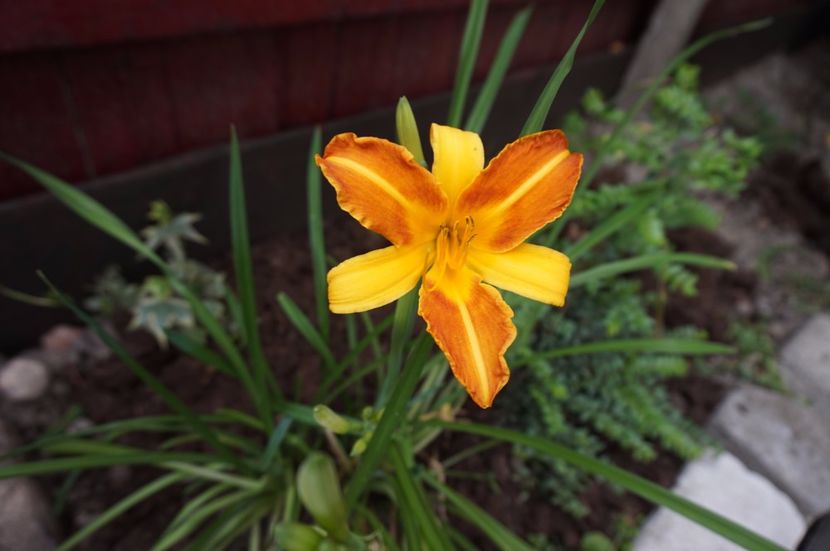 Frans Hals - Hemerocallis 2017