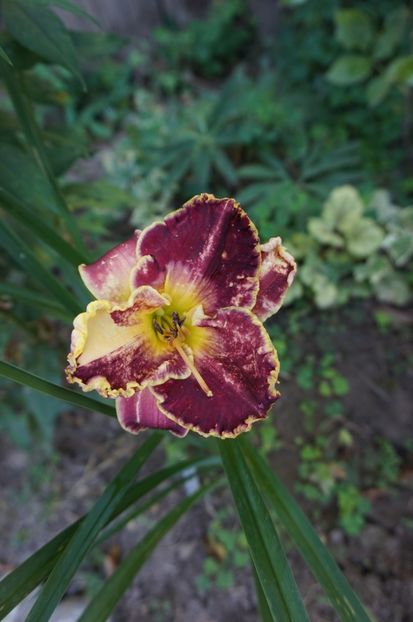 Face of the star - Hemerocallis 2017