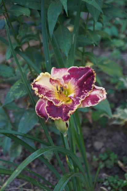 Face of the star - Hemerocallis 2017