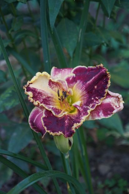  - Hemerocallis 2017