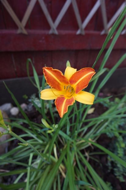 Frans Hals - Hemerocallis 2017