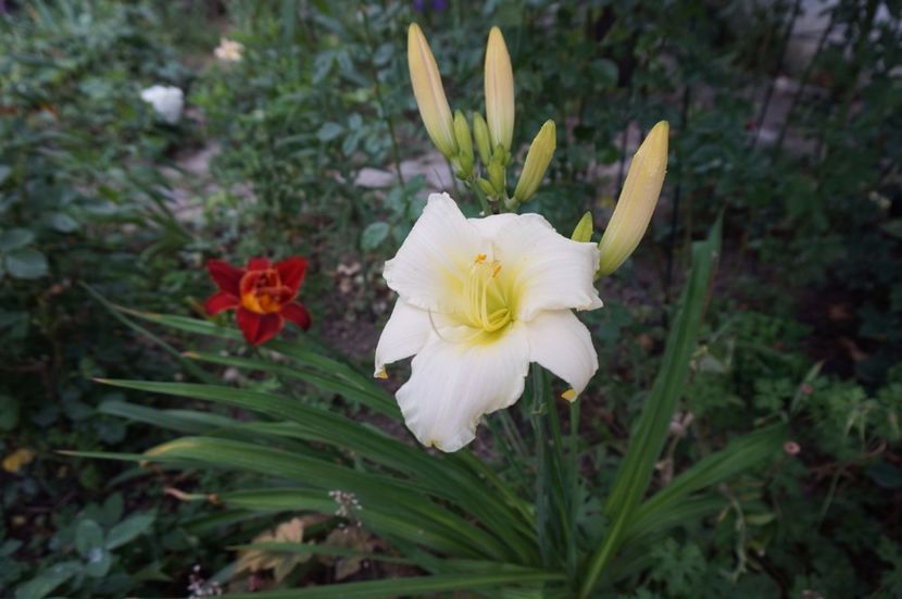 Carnival Ice - Hemerocallis 2017