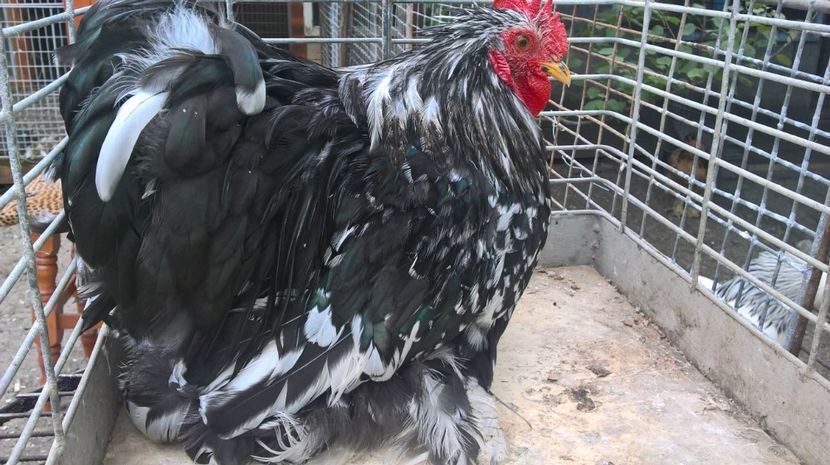 cochi pitic 2017 - achizitii 2016 2024