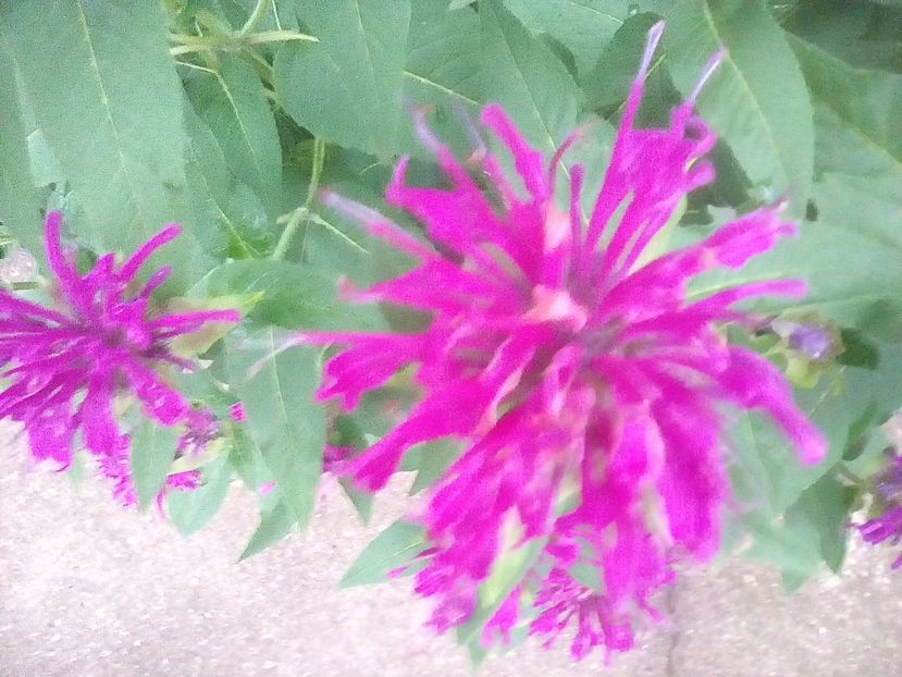  - Monarda didyma