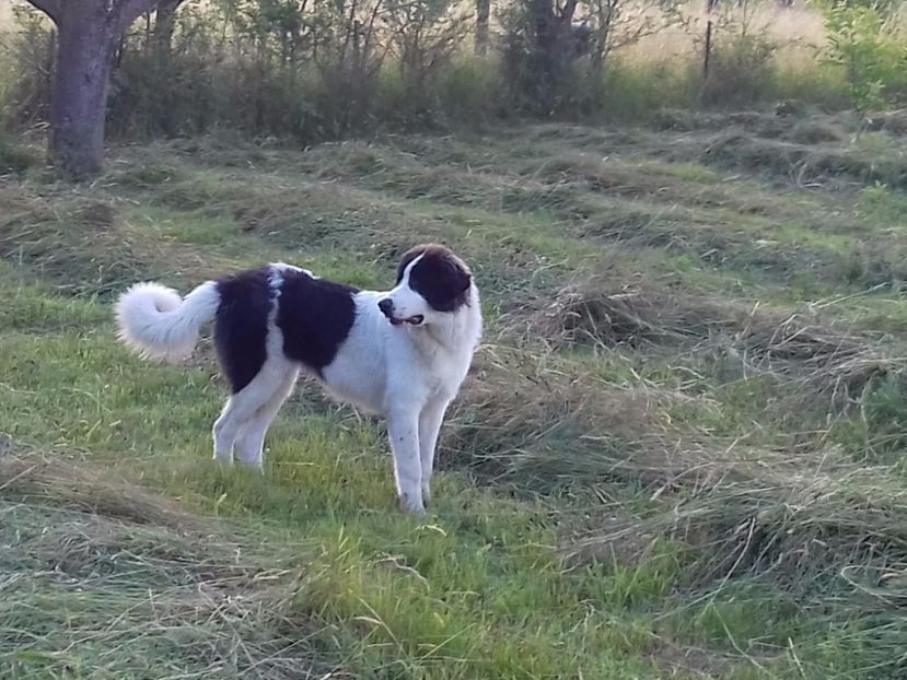  - Canisa de Manastireni