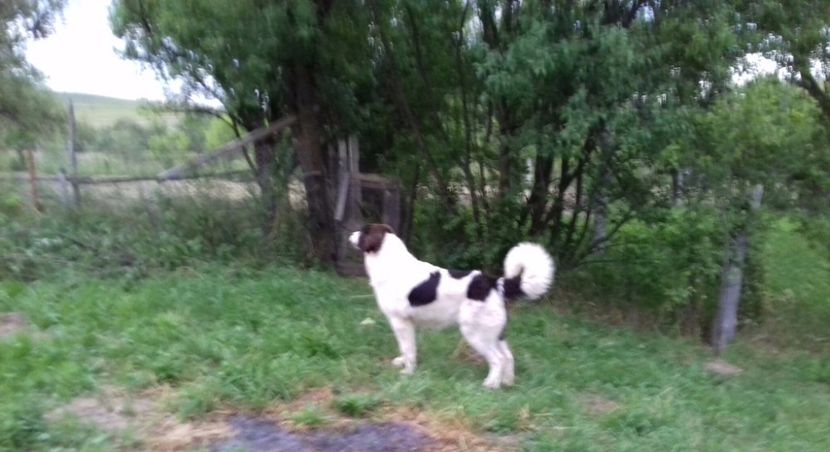 20170702_205616-1 - Canisa de Manastireni