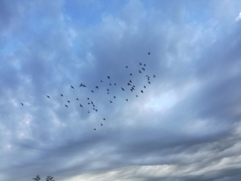  - 02-07-2017 fond 3 Chelm 1