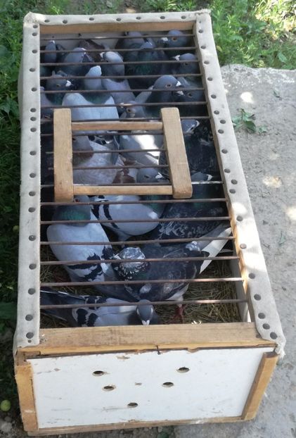  - 02-07-2017 fond 3 Chelm 1