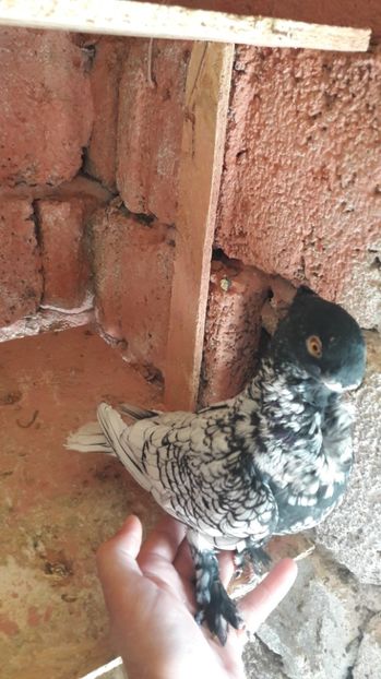  - Porumbei blondineti