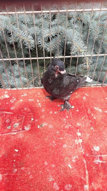  - Porumbei blondineti