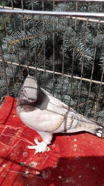  - Porumbei blondineti