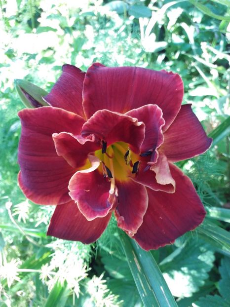  - Hemerocallis