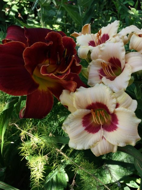  - Hemerocallis