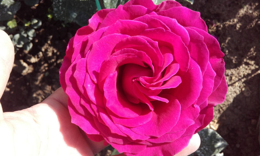  - BIG PURPLE Stephens 2